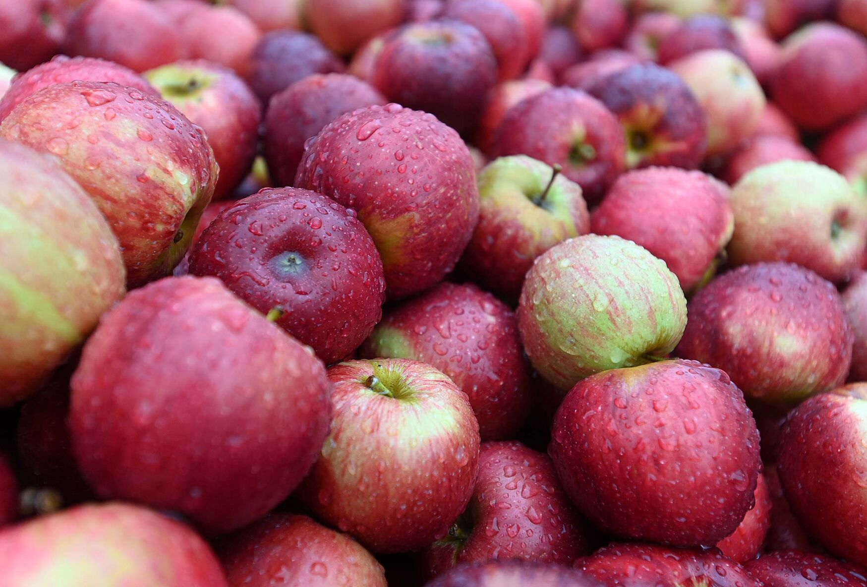 Apple Harvest 15.JPG
